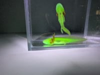 Image 1 of Golden Albino Juvenile Axolotl