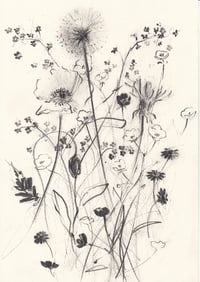 Hedgerow no. 5