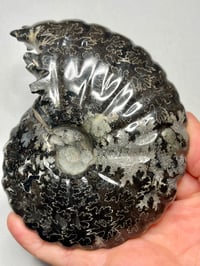 Image 3 of Black Ammonite Fossil With Pyrite #2439