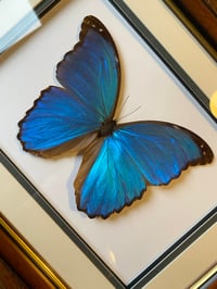 Image 2 of Morpho menelaus