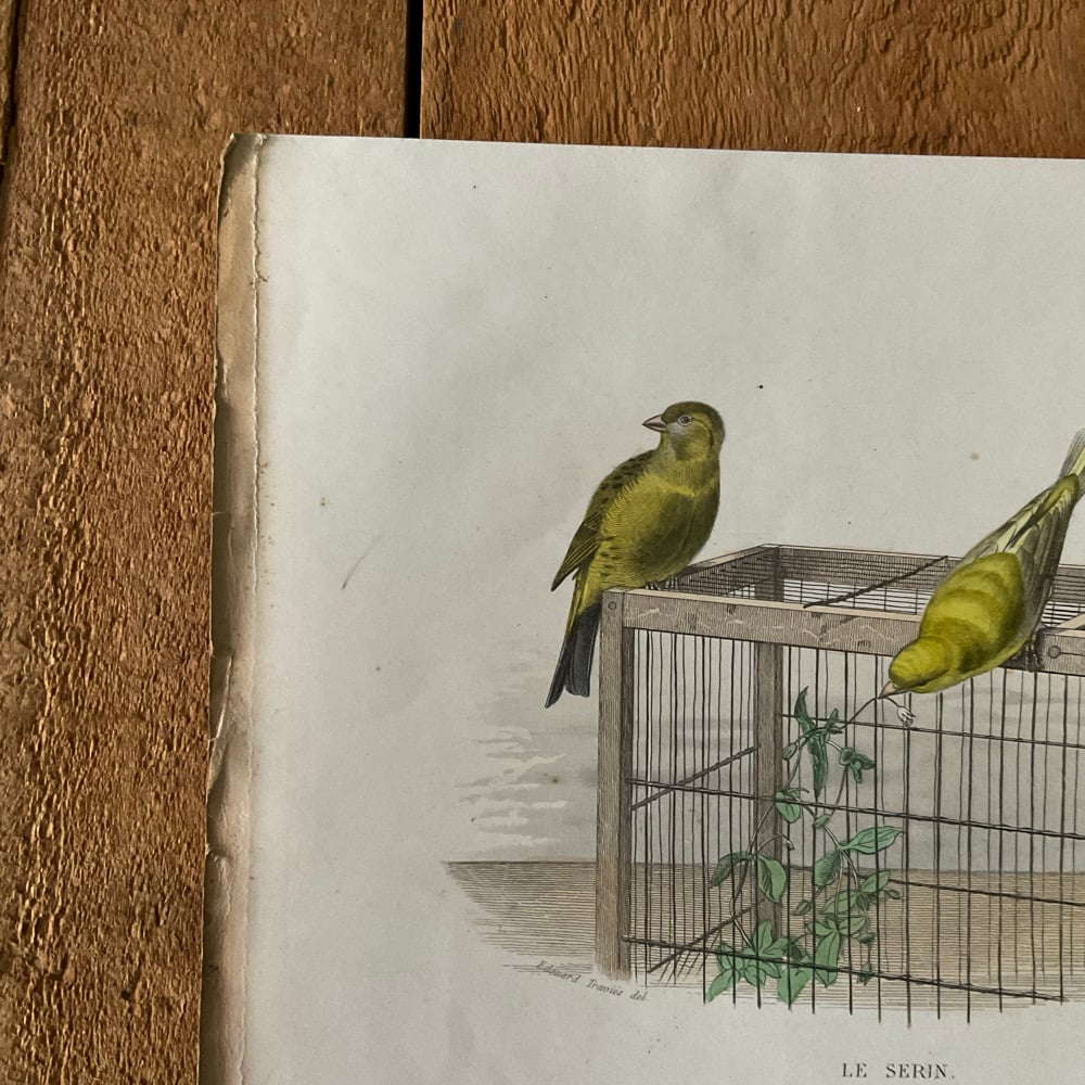 Image of Bird Picture no.3