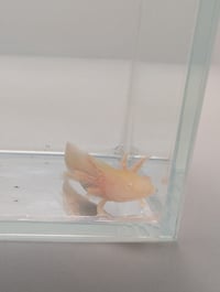 Image 1 of White Albino Juvenile Axolotl