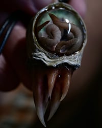 Image 10 of Nebula Hatchling Snaggletooth Pendant - Handmade,  2" OOAK