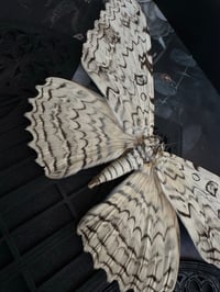 Image 2 of White witch moth