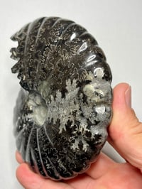 Image 4 of Black Ammonite Fossil With Pyrite #2439