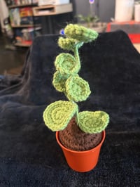 Image 2 of  Xerosicyos