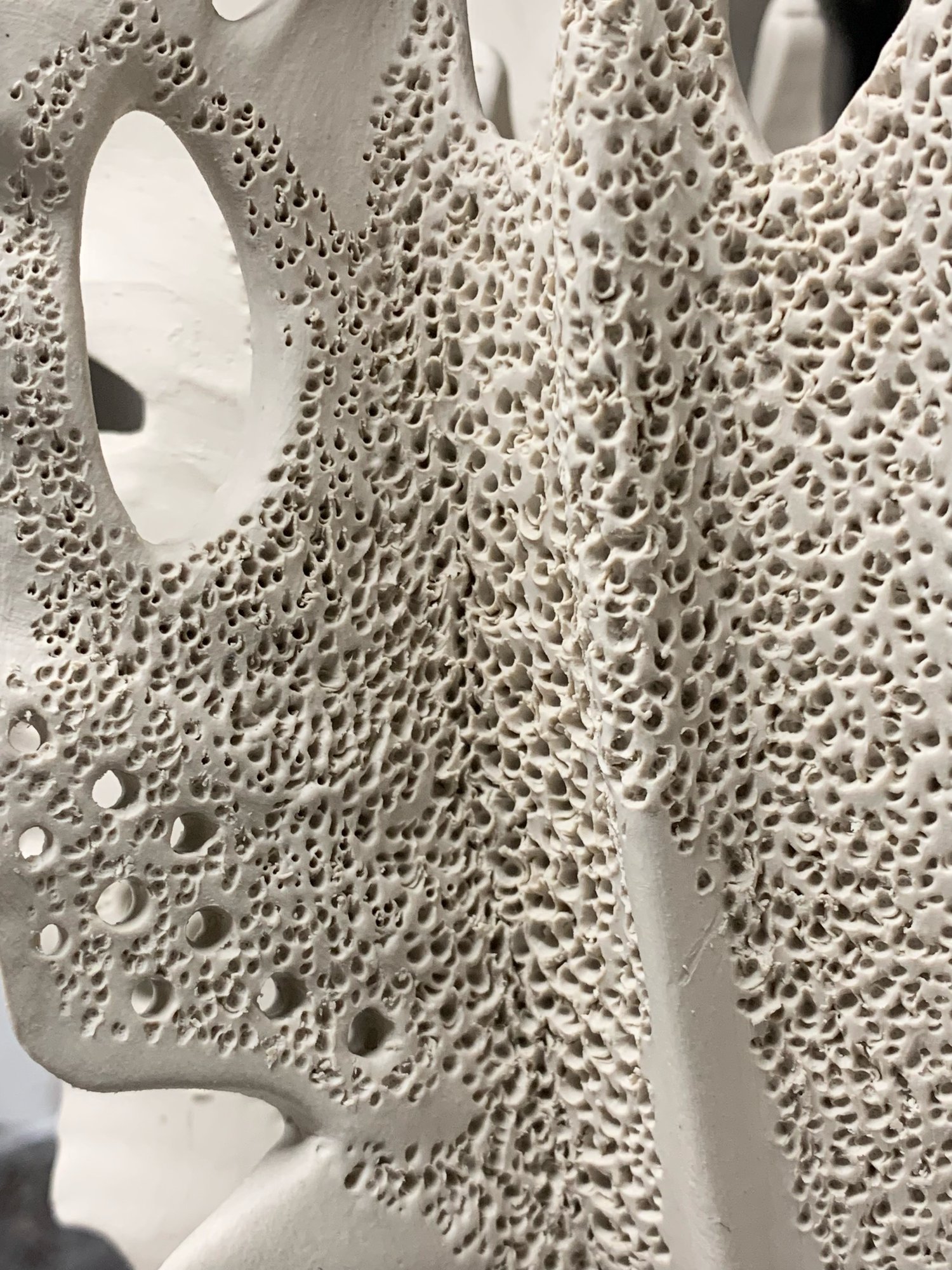 Image of Black and White Coral 