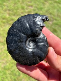 Image 8 of Black Ammonite Fossil With Pyrite | Madagascar #2634