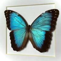 Image 2 of morpho
