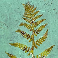 Image 3 of Botanical Monotype ~ Fern, Chartreuse, Jade Green ~  8x10 Inch Mat 