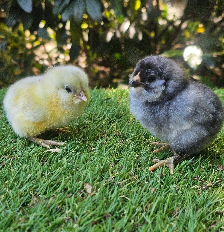 Image of Chicks Available 🐣