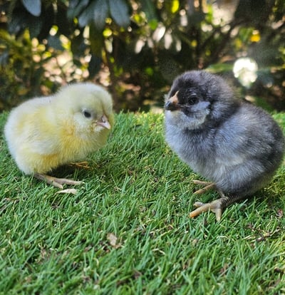 Image of Chicks Available 🐣