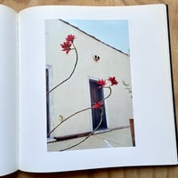 Image 5 of William Eggleston - The Democratic Forest