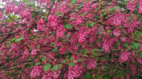 Image 2 of Red Flowering Currant : Ribes sanguineum