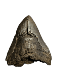 Image 1 of Megalodon Tooth