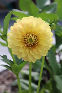 Image 1 of Florelie Fruit Tingle