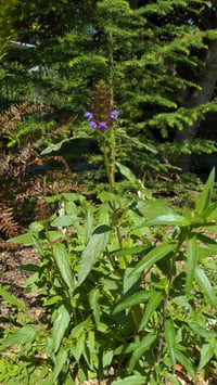 Image 2 of Self Heal : Prunella vulgaris