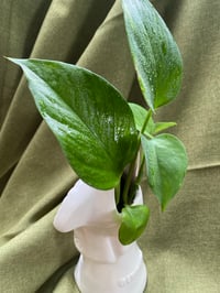 Image 2 of Golden Pothos in White Geisha Chopstick Holder