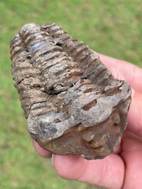 Image 5 of Trilobite Fossil #1482