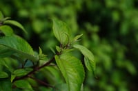 Image 1 of Māmaki Tea