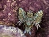 AMETHYST OWL 