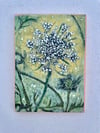 Wild Carrot 