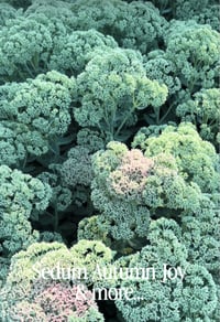 Image 1 of Sedum Autumn Joy - bare root