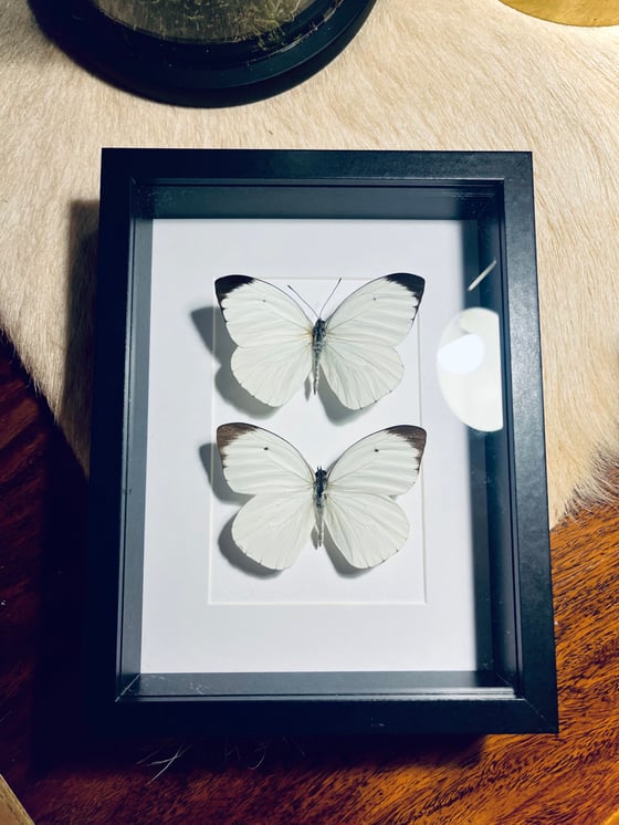 Image of Pair Of White Butterflies 