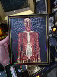 Image 1 of ANTIQUE ANATOMICAL COLLECTION - Preserved web  - 2