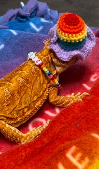 Image 2 of Pride Reptibox