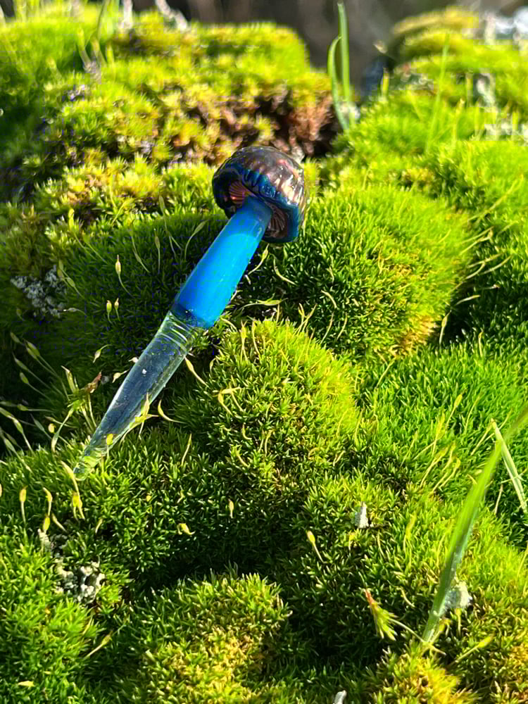 Image of Small Blue Staining Mushroom Plant Spike 2