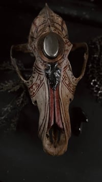 Image 4 of “Relic” coyote skull 