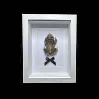 Image 1 of mummified cane toad frame