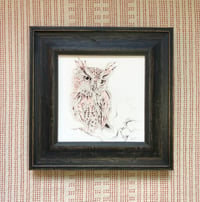 Image 2 of Screech Owl