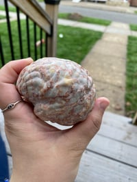 Image 2 of Jasper Brain