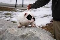 Image 2 of Joe Loomis Stud Fee 