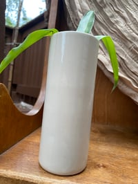 Image 2 of Spider Plant in Tall Hula Dancer 