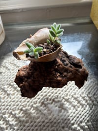Image 2 of Pickle plant in Driftwood Seashell