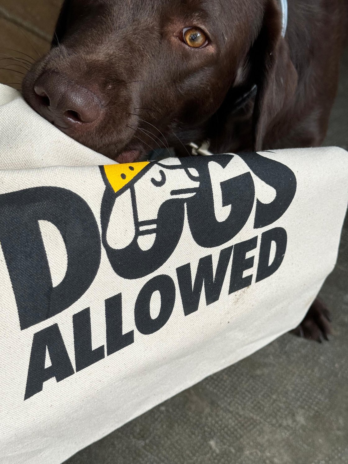 Image of DOGS ALLOWED Cotton Tote Bag 