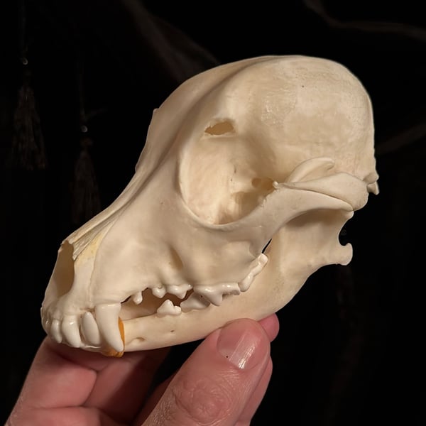 Image of Canine Skull 