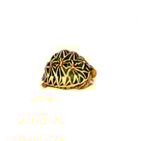 Sri Lankan Star Tortoise