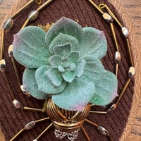 Image 3 of Succulent spider (f, 4x5 inches)