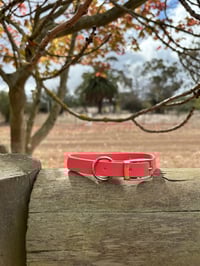 Image 1 of Coral - Small/Puppy