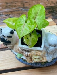 Image 3 of Arrowhead Vine in Noah's Ark Gravy Boat