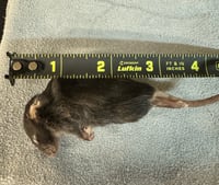 Image 1 of Medium Mouse 