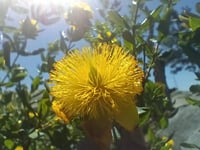 Image 3 of St johns Wort