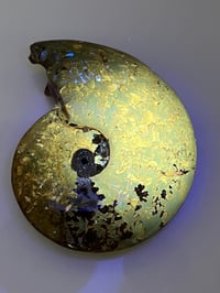 Image 13 of Ammonite Fossil | Madagascar #3051