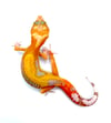 TUG Sunglow (Tremper) Jungle H- 02