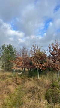 Image 4 of Plant a Tree