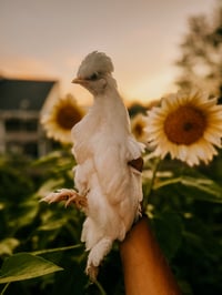 Image 1 of You and your pet